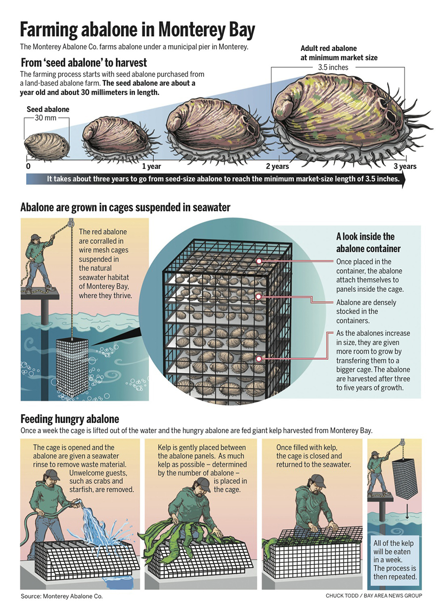 Who knew you could farm Abalone? Infographic explains sustainable farming of red abalone in Monterey Bay