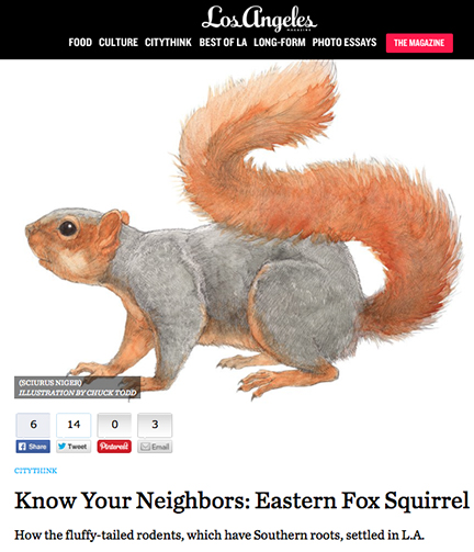 Eastern Fox Squirrel illustration in Los Angeles Magazine